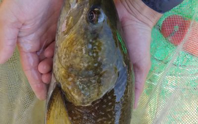 MARMORATA – 3^ stagione riproduttiva