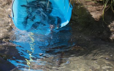 Luglio 2025 – Nuove reintroduzioni di trota marmorata nei siti di intervento